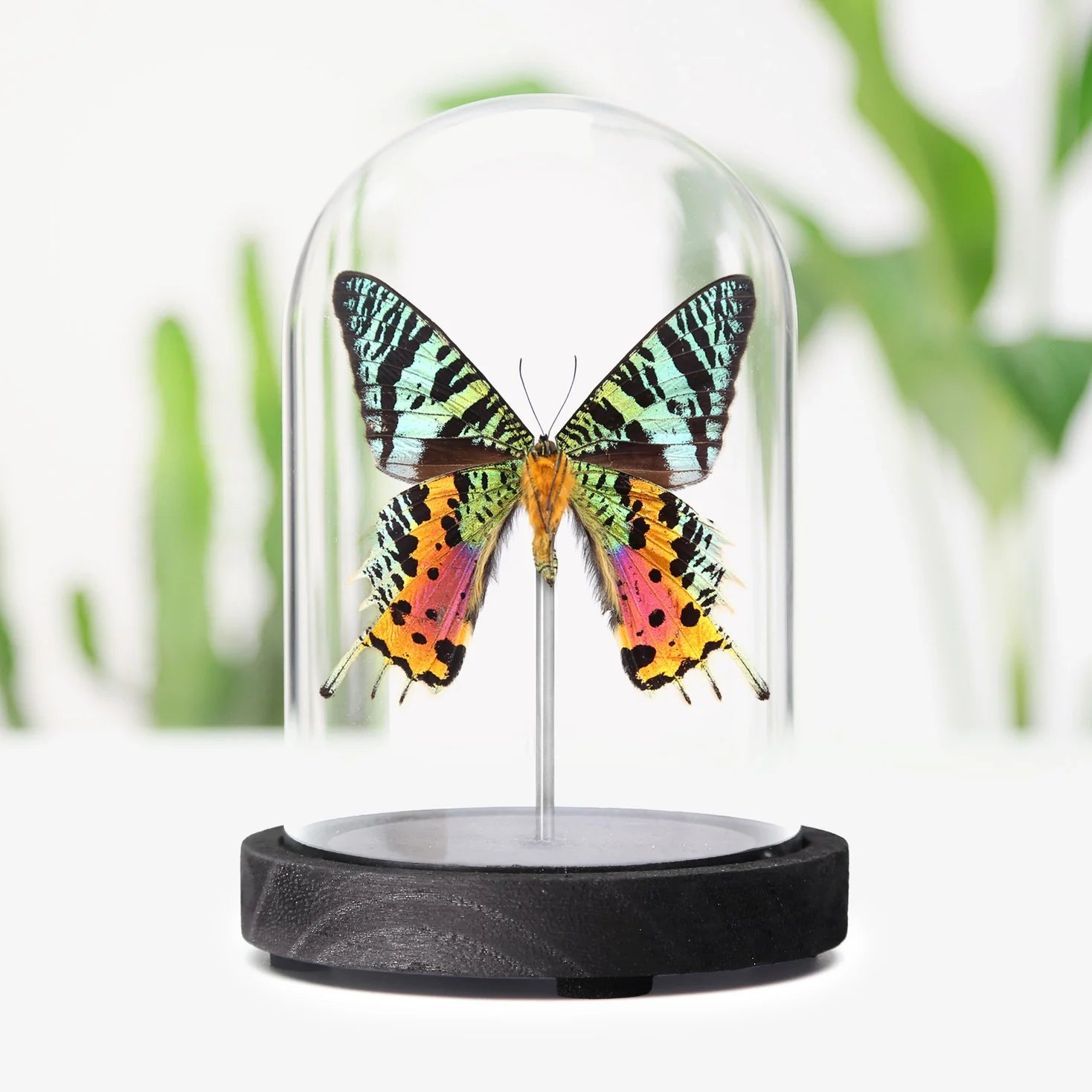 Display Pieces