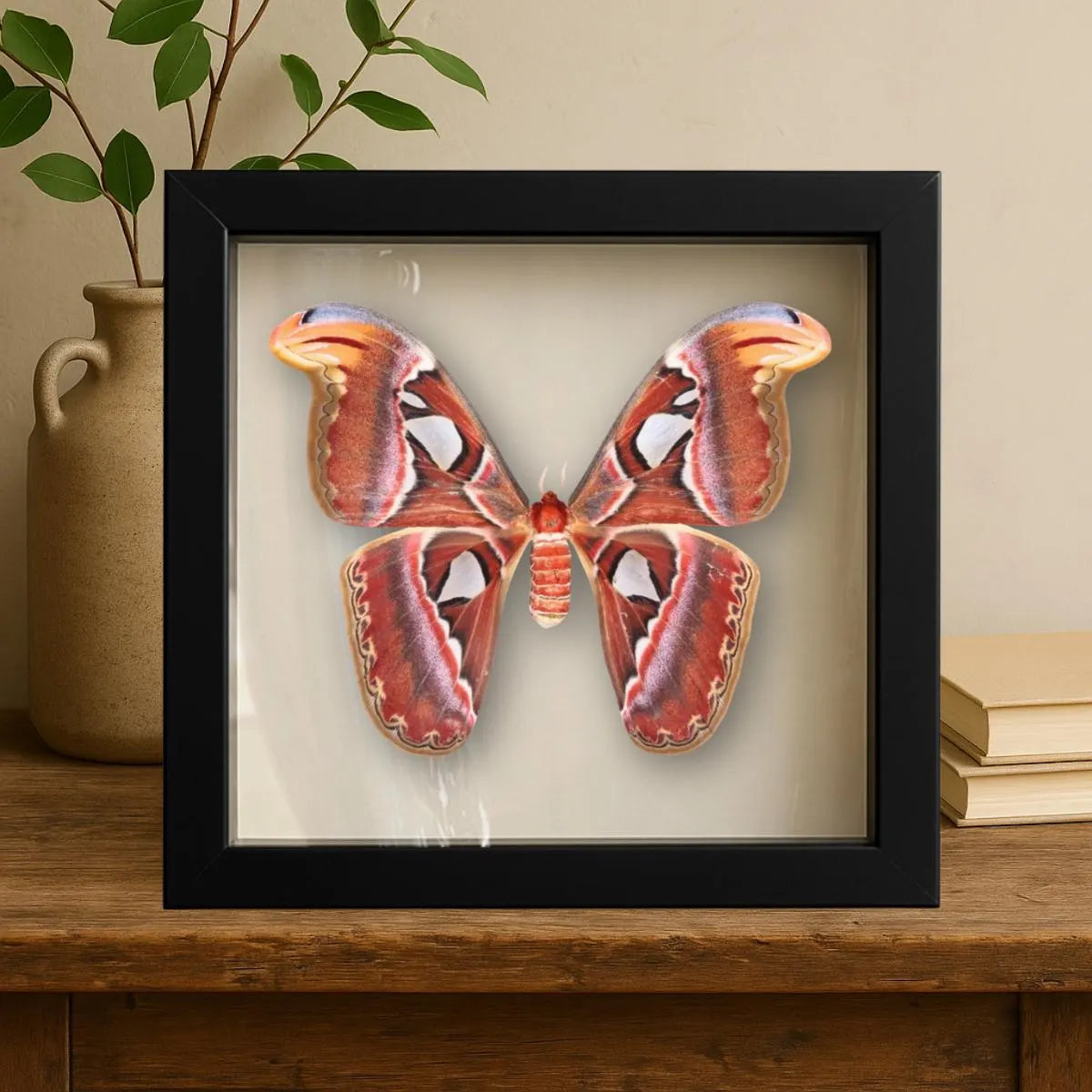 Framed Specimens
